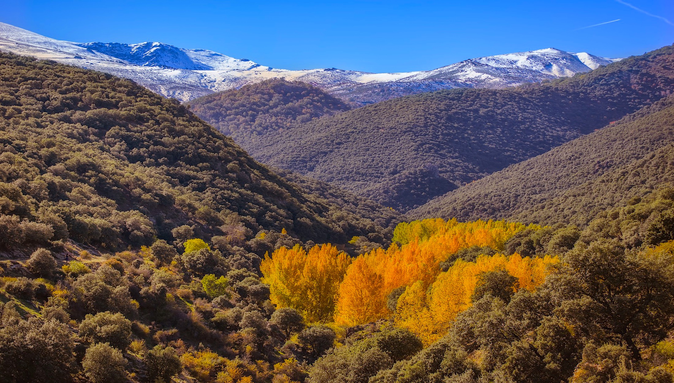 Green mountain range with orange and yellow trees during the fall season with snowed mountains in the background