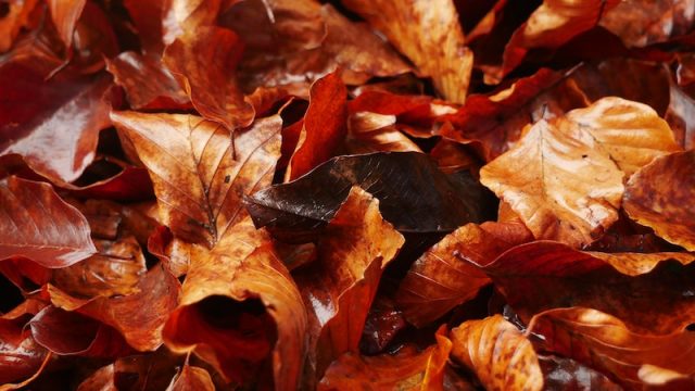 crisp, orange fall leaves